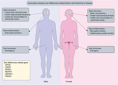Sex differences in the relationship between depression and Alzheimer’s disease—mechanisms, genetics, and therapeutic opportunities